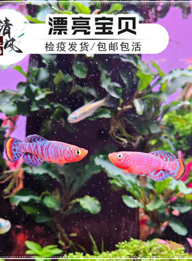漂亮宝贝鳉鱼贡氏圆尾小型热带鱼