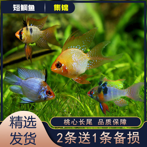 金波子桃心长尾蓝波子种鱼热带鱼