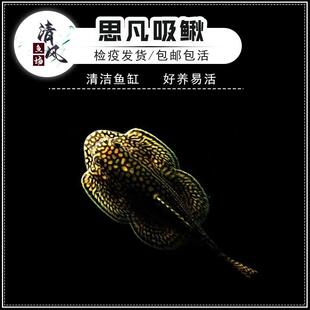 思凡吸鳅鱼原生溪流清洁鱼密点思凡吸鳅工具鱼冷水鱼除藻鱼活体