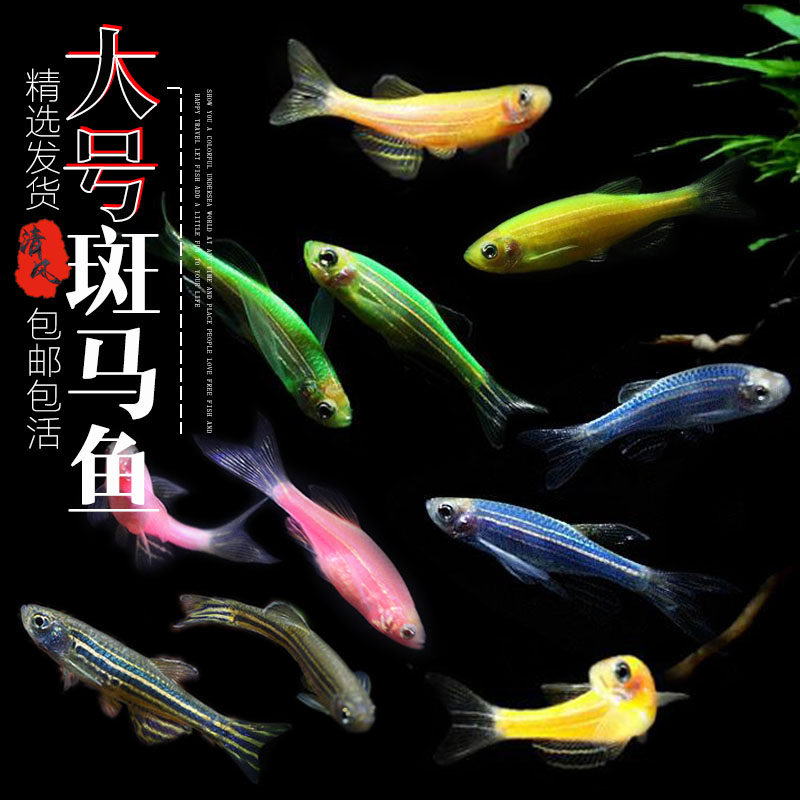斑马鱼大号糖果蝶翼斑马仙子长尾淡水红斑马鱼苗热带观赏鱼常温鱼