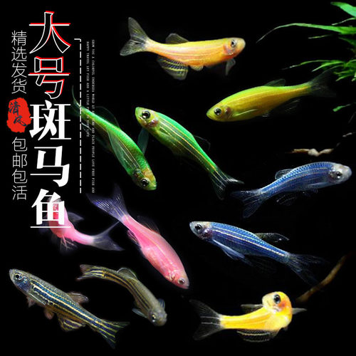斑马鱼长尾蝶翼淡水鱼热带鱼常温