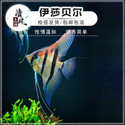 红背埃及神仙鱼热带鱼性情温和鱼