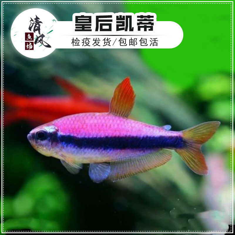 皇后凯蒂灯南美灯鱼小型热带鱼