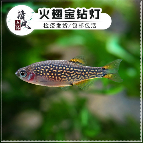 火翅金钻灯鱼活体银河斑马灯鱼热带观赏鱼火炽灯鱼淡水小型群游鱼