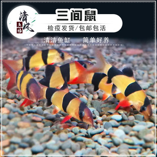 三间鼠鱼热带淡水鱼活体缸底层清洁垃圾大型老鼠工具鱼三间鼠鱼苗