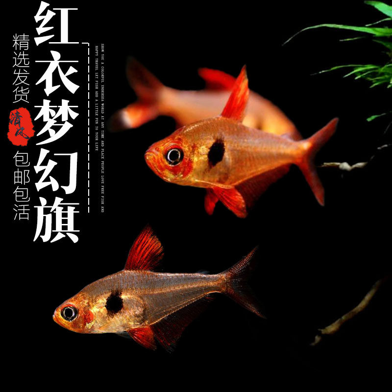 红衣梦幻旗鱼活体鱼梦幻扯旗灯鱼热带鱼观赏鱼小型鱼群游鱼淡水鱼
