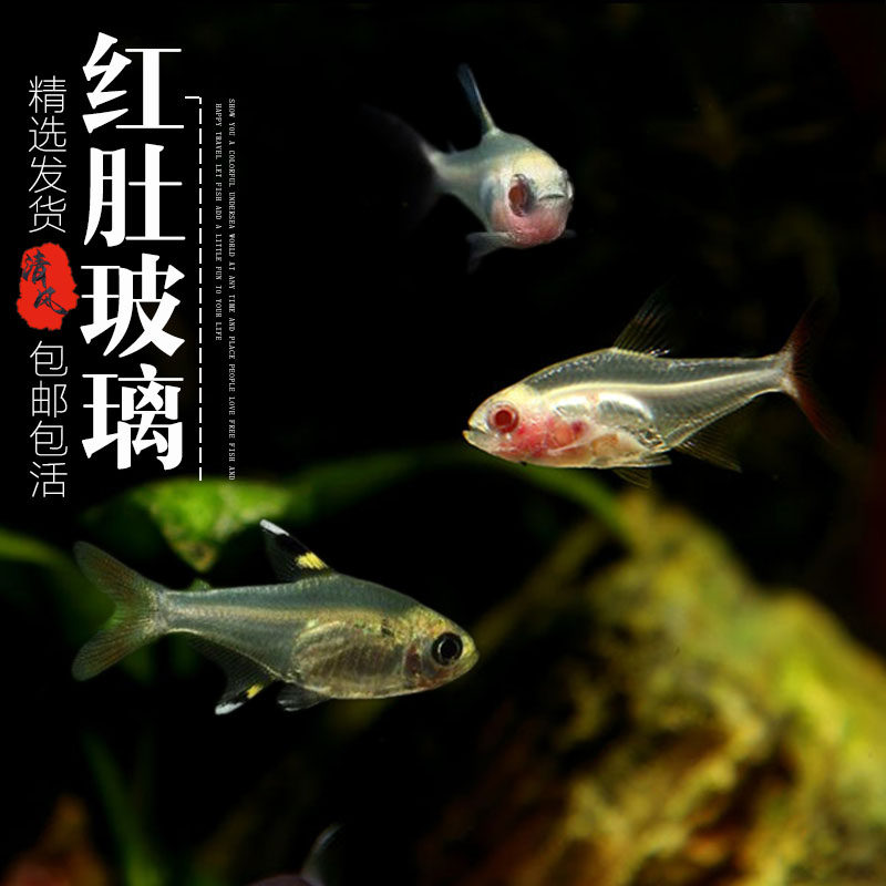红肚玻璃鱼活体红肚拉拉鱼热带鱼观赏鱼灯科鱼小型鱼透明的鱼包邮,宠物/宠物食品及用品,鱼,淘宝优惠券,粉丝福利购,淘宝优惠卷