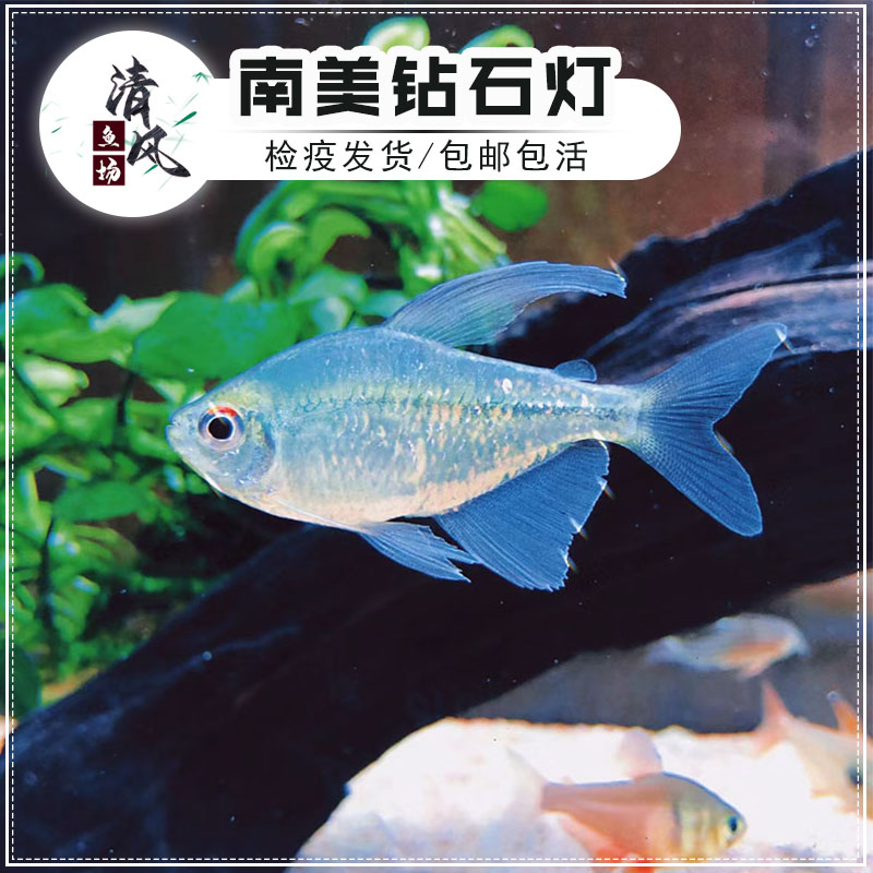 群游灯科鱼南美热带鱼淡水温和鱼