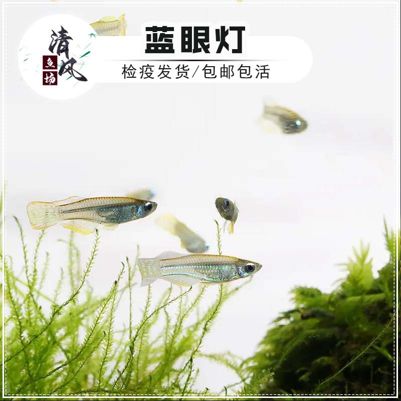 蓝眼灯鱼女王灯蓝眼睛鱼热带活体鱼灯科群游鱼淡水小型鱼包邮包活