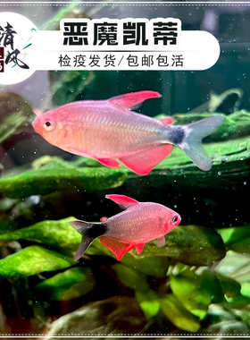 恶魔凯蒂灯鱼高端南美灯鱼热带观赏鱼活体宝狮灯草缸淡水小型鱼苗