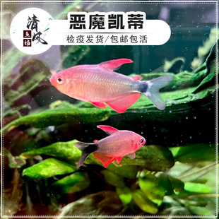 恶魔凯蒂灯鱼高端南美灯鱼热带观赏鱼活体宝狮灯草缸淡水小型鱼苗