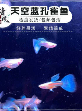 天空蓝孔雀鱼蓝礼服凤尾鱼小型鱼