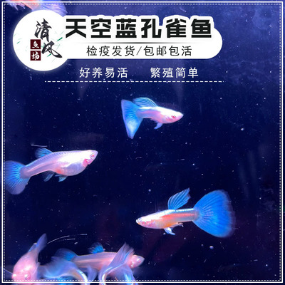 天空蓝孔雀鱼蓝礼服凤尾鱼小型鱼