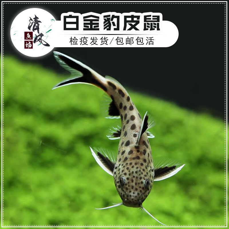白金豹皮鱼倒吊猫老鼠鱼底栖鱼小型鱼热带淡水鱼活体吃垃圾好养鱼