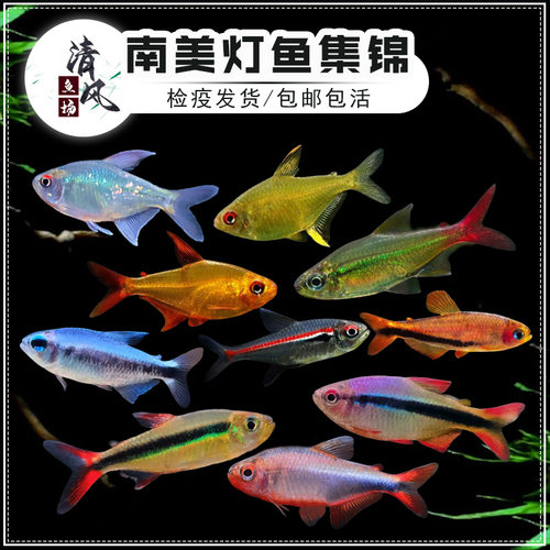 南美小型灯鱼淡水群游活体观赏鱼