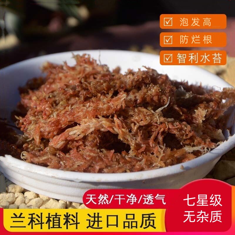 智利进口毛毛虫水苔蝴蝶兰植物兰花专用土干苔藓植料乌龟冬眠垫材