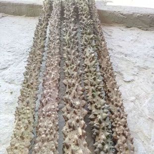 热卖花椒木手棍花椒木原木手杖练功棍健身棍手把玩穴位按摩棒原木