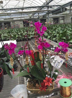 台灣送花 蘭花速遞 開幕 開業 生日 蘭花送禮新春年節 蘭花盆栽