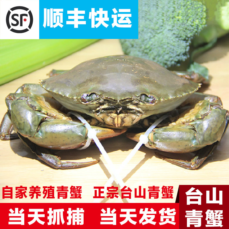 台山青蟹大肉蟹大螃蟹1500g青蟹