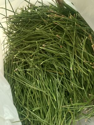 松针松叶油松两针一束