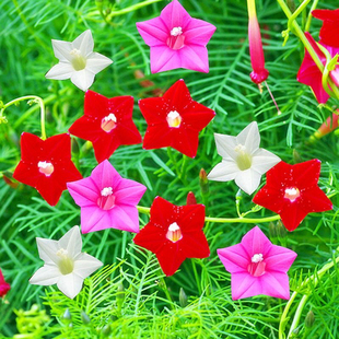 羽叶茑萝花种子庭院爬藤植物五角星花爬墙花盆栽阳台四季花卉种子