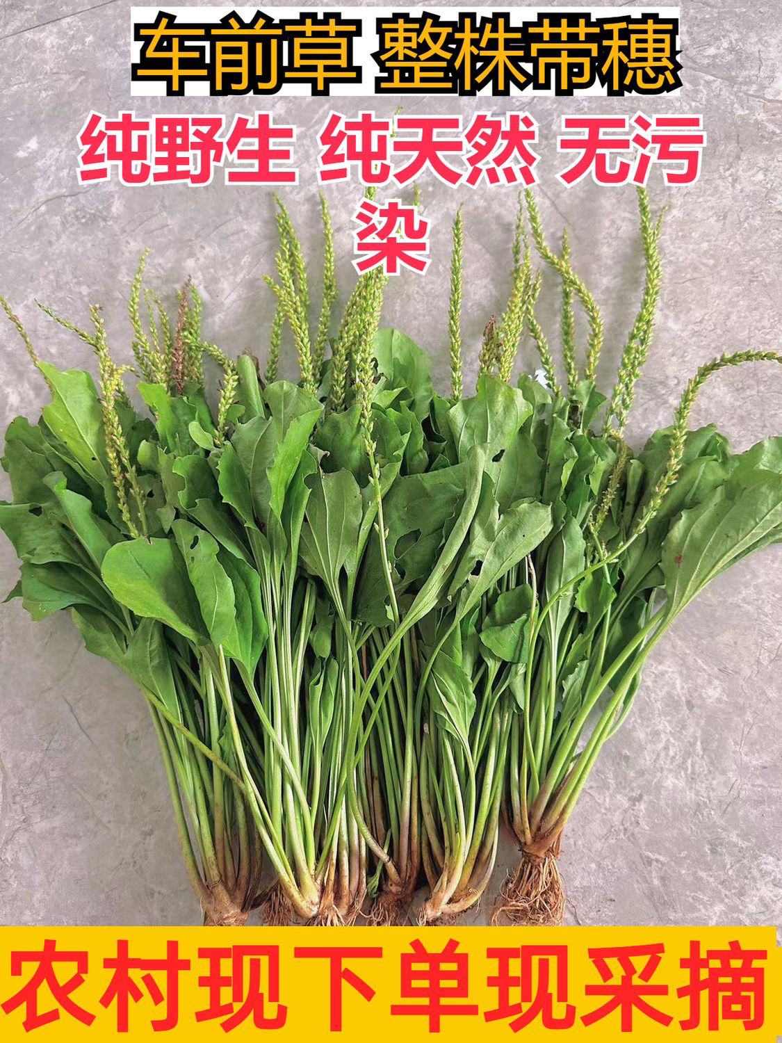 新鲜野生车前草纯天然农家溜滑菜车前草茶带根车前子大车轱辘龟料