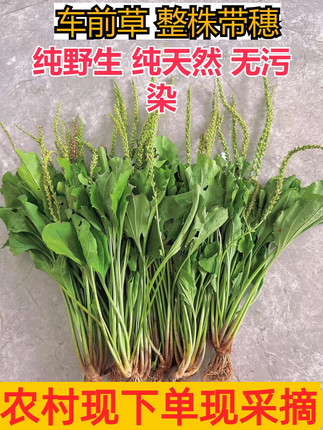 新鲜野生车前草纯天然农家溜滑菜车前草茶带根车前子大车轱辘龟料