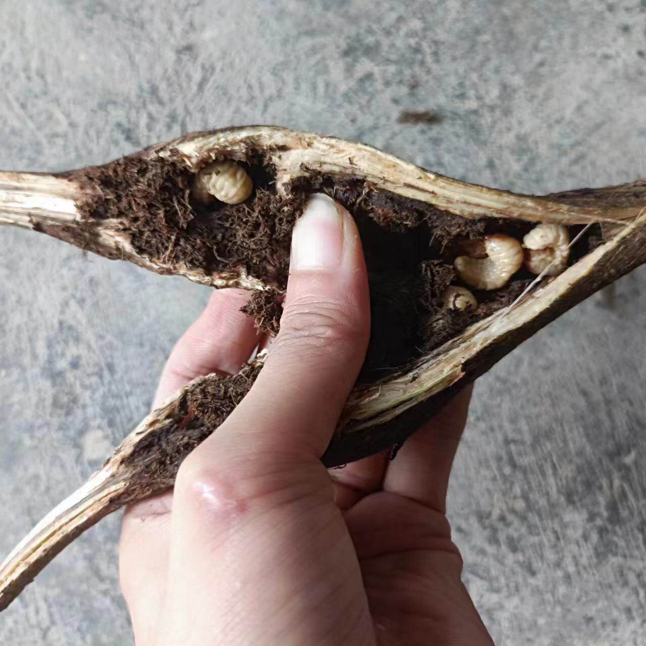 葛根虫天然纯野生食用葛虫葛根藤葛蛹活体带藤高蛋白现剥现发深山,宠物/宠物食品及用品,爬虫/鸣虫食物,淘宝优惠券,粉丝福利购,淘宝优惠卷
