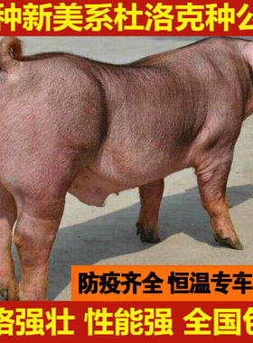 新美系杜洛克种公猪黑杜洛克猪仔