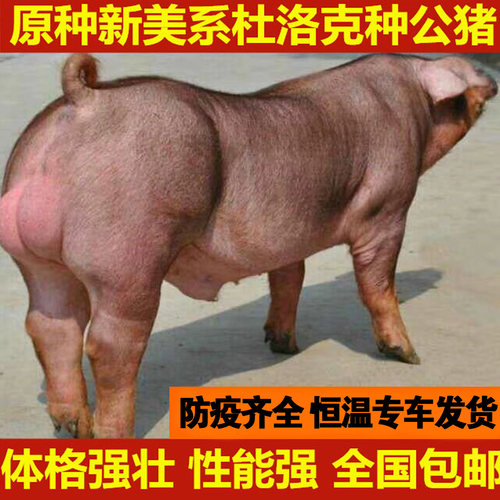 美系杜洛克种猪原种太湖苏太母猪