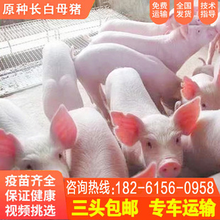 原种大约克母猪长白猪活猪仔二元太湖苏太大白杜洛克种公猪黑金刚