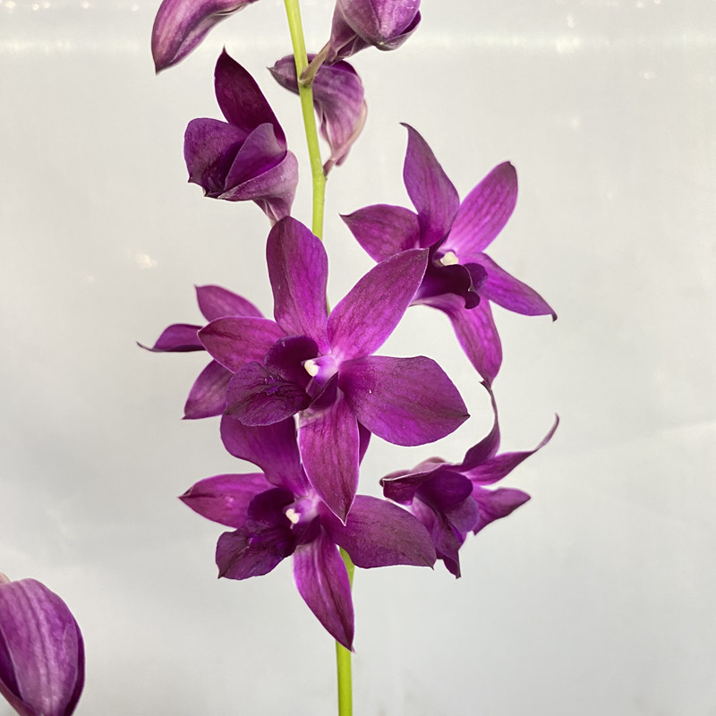 (国秋)【红珍珠】蜡质感花 紫红色系 秋石斛兰花 广州原盆发货