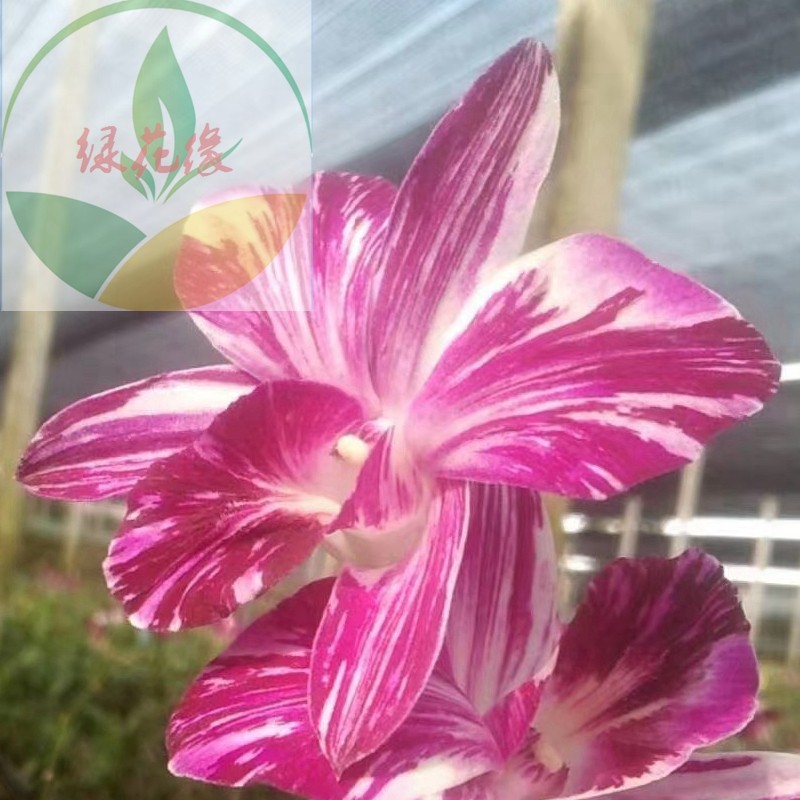 45【油画泼墨】(泰秋)秋石斛稀有品玩家收藏