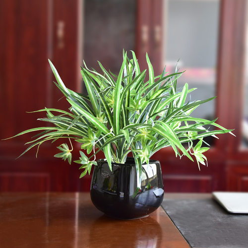 仿真水仙吊兰盆栽花藤条绿色植物