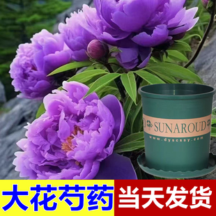 芍药花苗带花苞盆栽重瓣种根带盆室外阳台带芽大花特大号好养易活