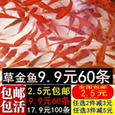 草金鱼活体观赏鱼冷水锦鲤小金鱼活鱼龙睛蝶尾鱼闯缸鱼饲料鱼 包邮