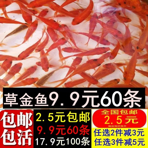 草金鱼活体冷水锦鲤龙睛