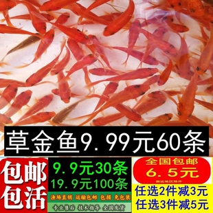 草金鱼活体观赏鱼冷水锦鲤小金鱼活鱼龙睛蝶尾鱼闯缸鱼饲料鱼包邮