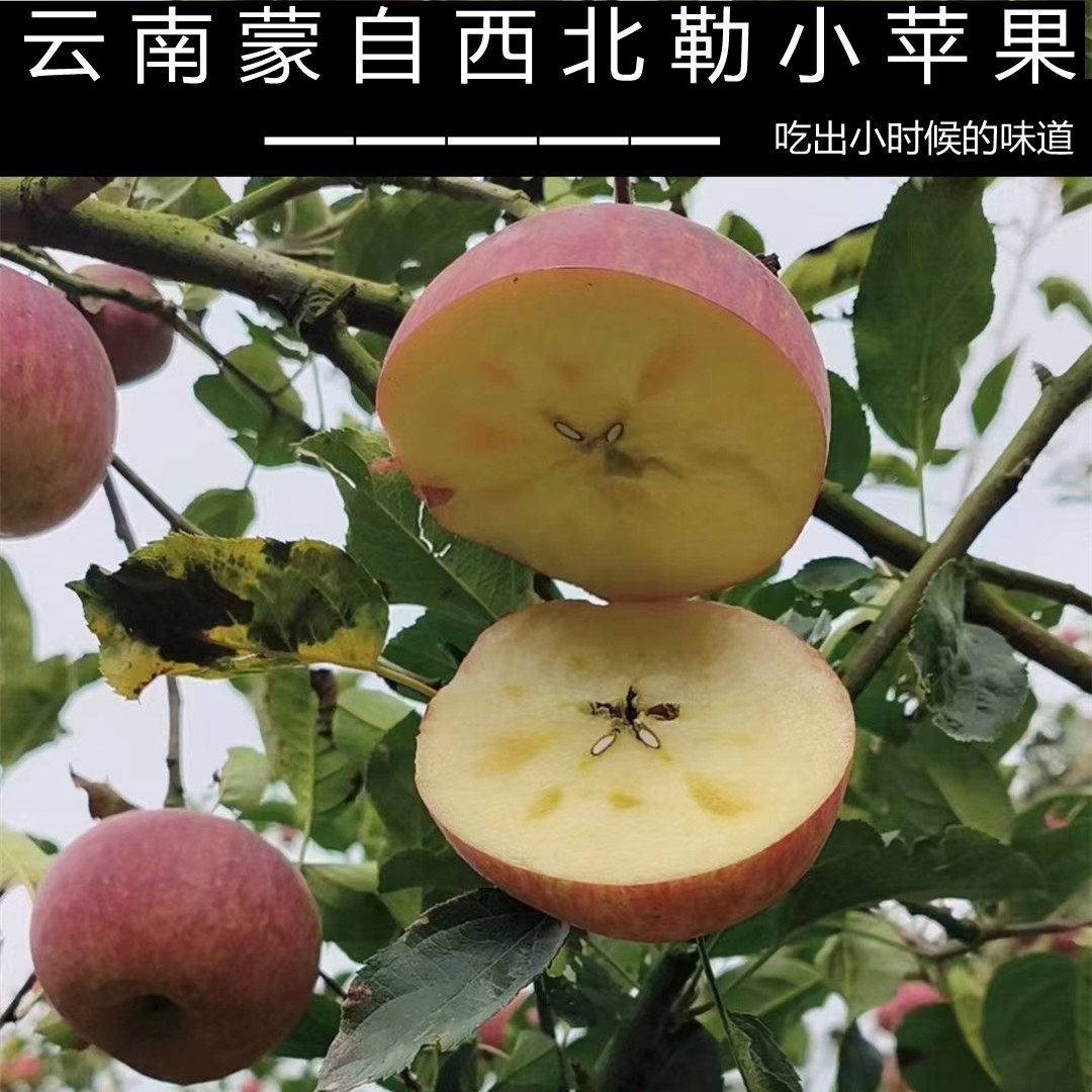 云南蒙自西北勒苹果 半野生苹果 脆甜 冰糖心 丑苹果5斤装