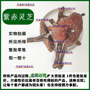 紫灵芝赤灵芝500克正宗长白山半野生整枝灵芝可切片正品特价包邮
