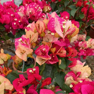 开花三角梅重瓣勤花小苗盆栽爬藤绿植庭院阳台 印度画报四季