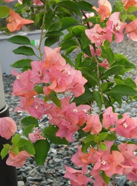 阿奴娜四季开花三角梅重瓣勤花小苗盆栽爬藤绿植庭院阳台