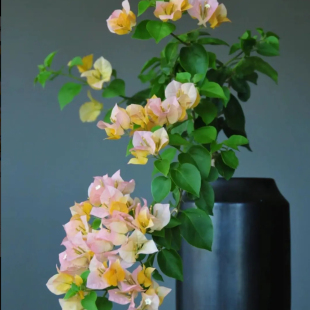开花三角梅重瓣勤花小苗盆栽爬藤绿植庭院阳台 金色光辉四季