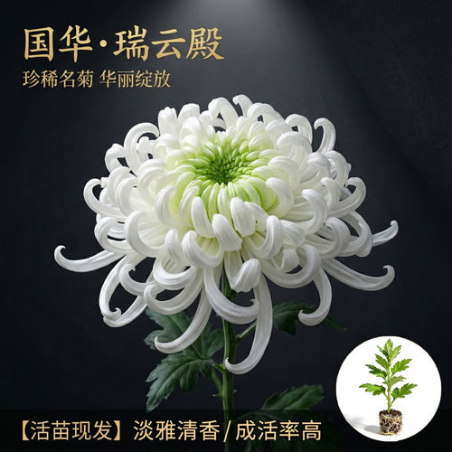 国华瑞云殿大菊花苗四季