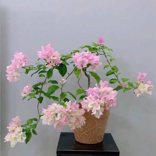 绿樱三角梅重瓣四季开花爬藤盆栽