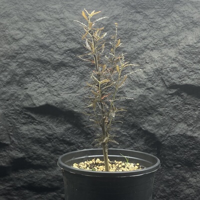 索科特拉乳香 Boswellia socotrana  黑叶版 实生 索岛七乳香之一