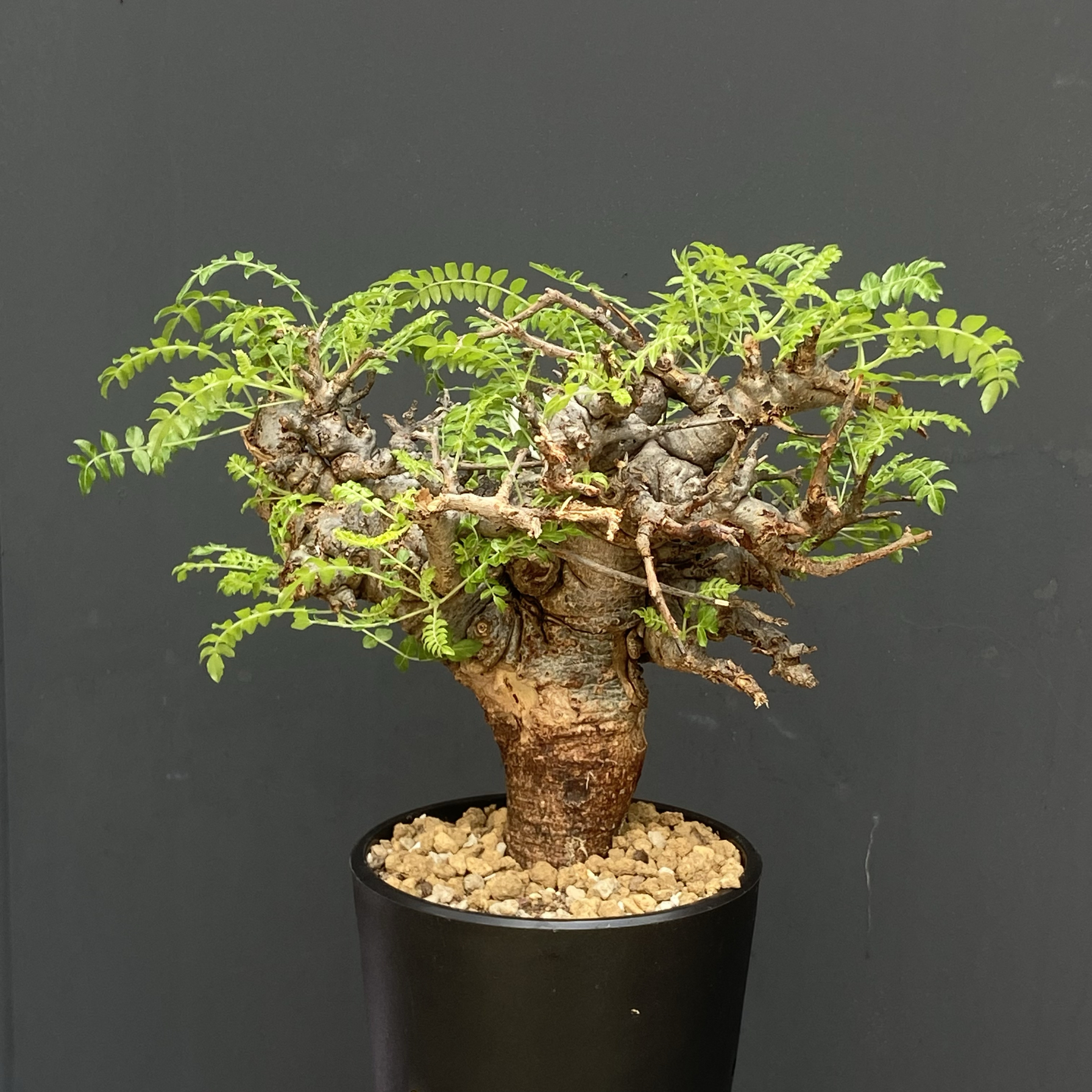 尼勒达乳香 Boswellia neglecta 橄榄科 乳香属  实生苗 一物一拍