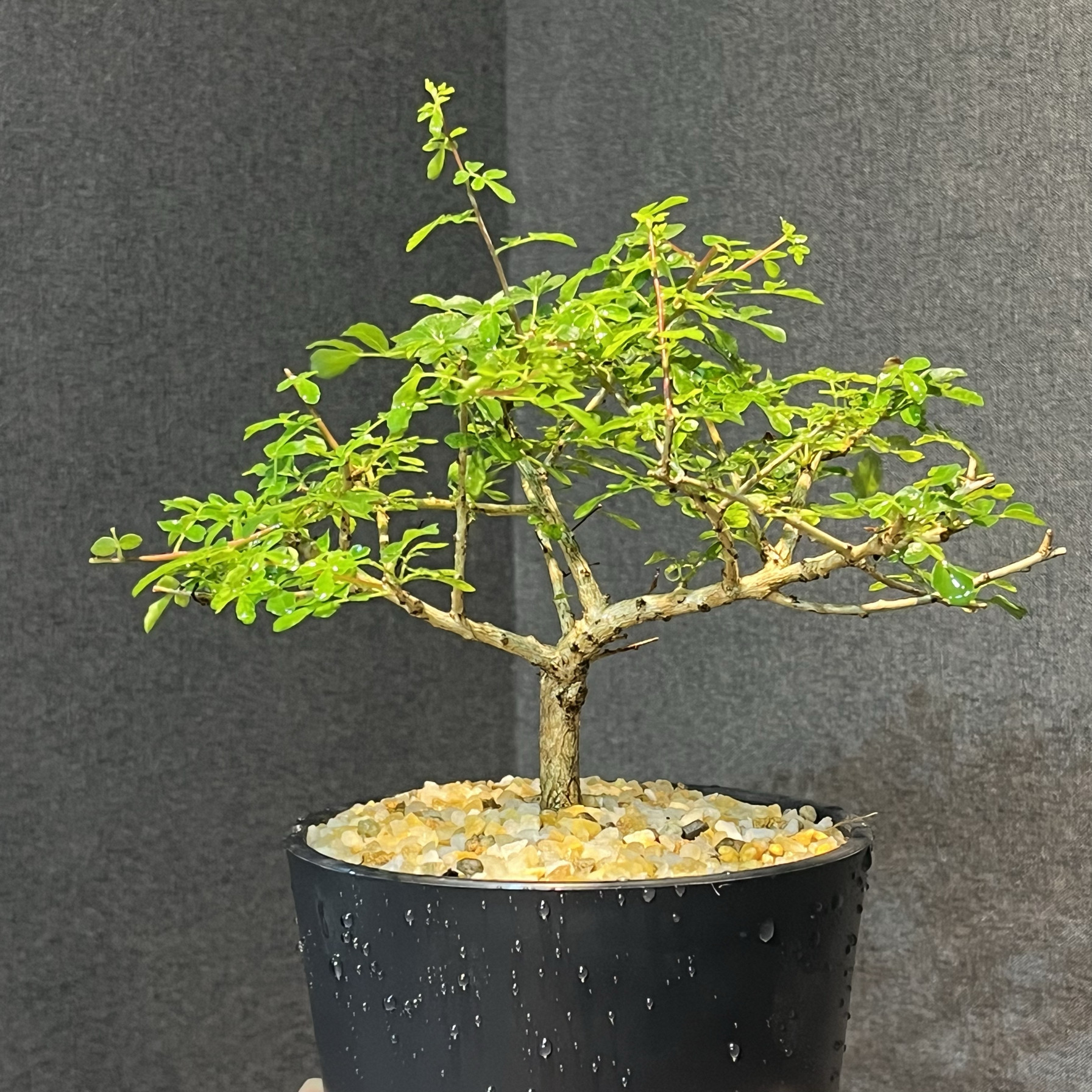 黧乳香 Boswellia rivae 籽播实生 萝卜块根 叶小味香 茉莉蜂蜜味