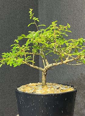 黧乳香 Boswellia rivae 籽播实生 萝卜块根 叶小味香 茉莉蜂蜜味
