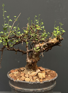 勃然恩斯 Commiphora Boranensis 黑皮没药橄榄 枝繁叶茂天然霸气